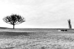 Les arbres